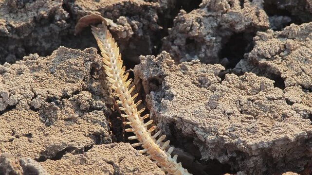 Fish bone carcasses on mud crack or dried cracked soil. Arid.