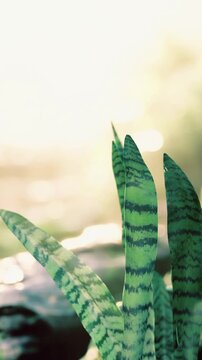 A snake plant stands in a pot with tall leaves. The light shines softly behind the plant. It creates a bright atmosphere in the room. The leaves show green patterns and textures.
