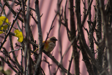 bird on a branch © Mr.iKyando