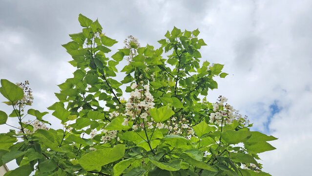 how to smoke catalpa tree pods Meet My Nature Neighbor: The Catalpa Tree main image 1
