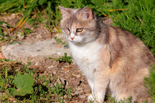 petite minette aveugle d'un oeil