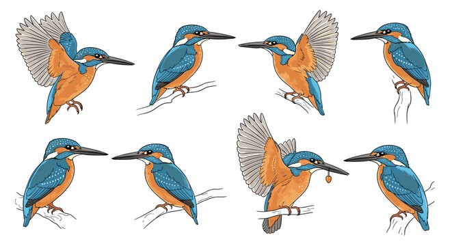 Collection of eight kingfisher bird illustrations in different poses captures the vibrant colors and sharp focus of this hunter.