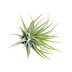 Fototapeta premium Overhead view of a geometric air plant tillandsia on an isolated pure white background, showcasing minimalistic product photography.