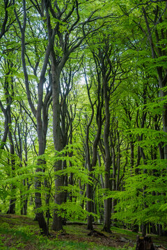 Ancient European beech tree canopy in Jasmund National Park on Rugen island, Germany. Protected old growth forest landscape