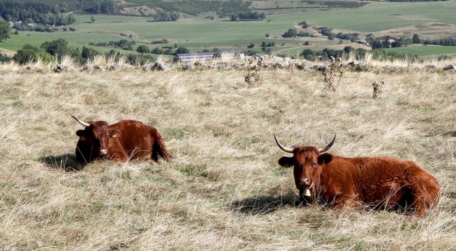 troupeau de vaches salers en Auvergne