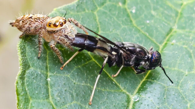 Jumping spider eats black soldier fly