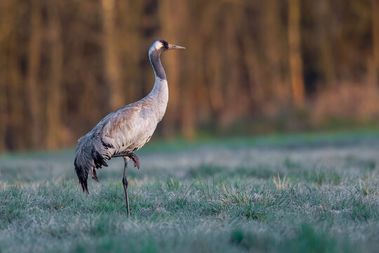 Common crane standing on frosty meadow at sunrise