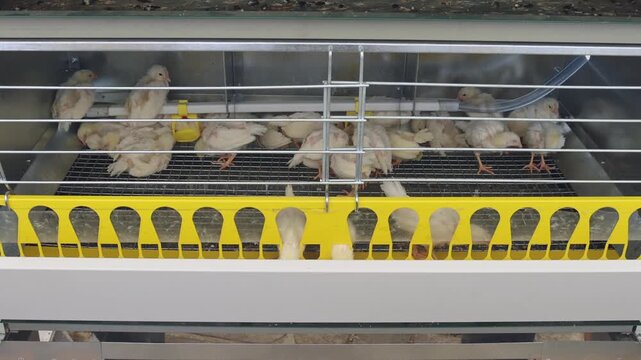 Yellow Newborn Baby Chicks in Cage at Poultry Farm Zoom in