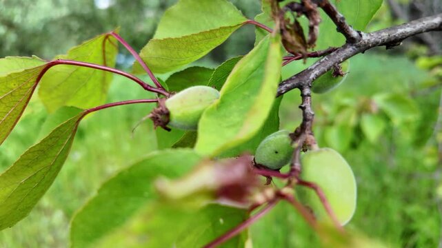 This is a slow-motion video showing a close-up of unripe green apricots growing on a tree branch. The vibrant green leaves gently sway in the breeze against a blurred, bright orchard background.