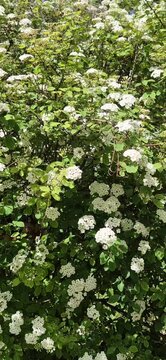 White Flowers 