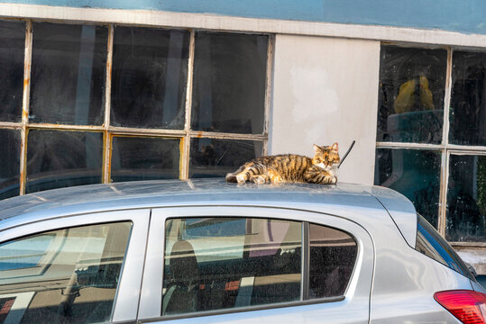 A cat on the roof of a car. The cat is sleeping on the roof.