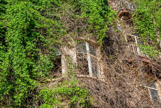 A building with plants in a run-down neighborhood.