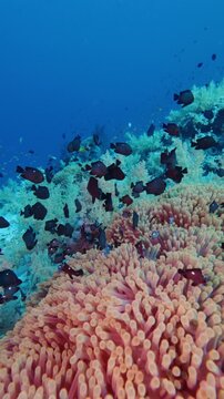 Vibrant underwater scene with clownfish, domino damselfish and anemones on a coral reef