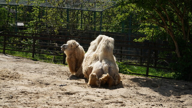 Fluffy white Bactrian camel resting on the sand in a sunny zoo enclosure