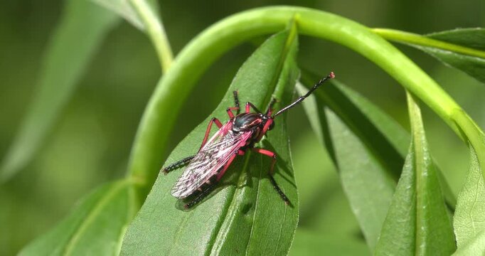 Macro - Red beetle of the Dolomites.