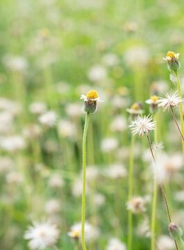 A blooming ridax Daisy (Tridax procumbens) in the green filed with blurry nature background. It is best known as a widespread weed and pest plant.