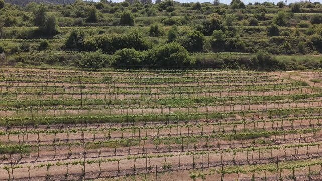 Terraced vineyard and orchard slopes on a hillside in Sataf, Israel, with dense Mediterranean vegetation and blue sky
