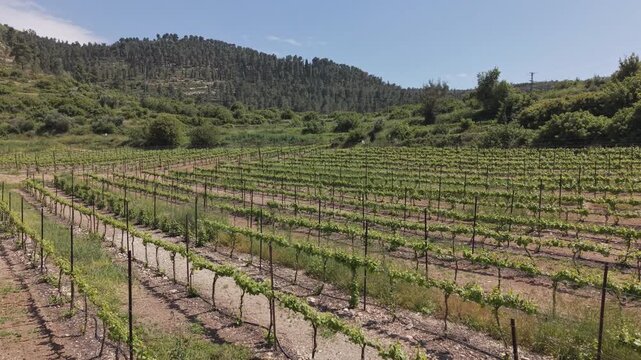 Vineyard rows nestled in a valley surrounded by forested mountains in Sataf, Israel, with blue sky and Mediterranean landscape
