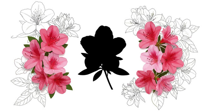 Pink azalea flowers with black silhouette on white background