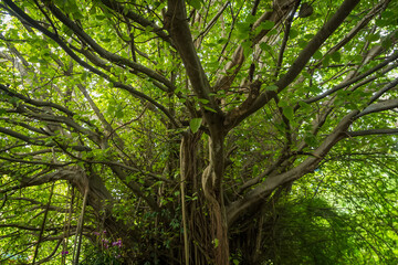 Fototapeta premium Ancient Canopy: A sprawling tree with a vast network of branches, and vibrant green foliage, offering a captivating view from beneath its lush canopy.
