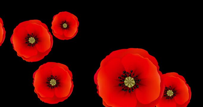 Red poppy flowers international symbol of peace on black. Create an infinite seamless background texture for Remembrance day. 3d animation of poppy Lest we forget. 4k loop video graphic