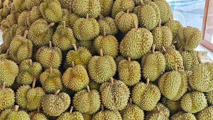 Fototapeta premium Pile of fresh durians in the durian market.