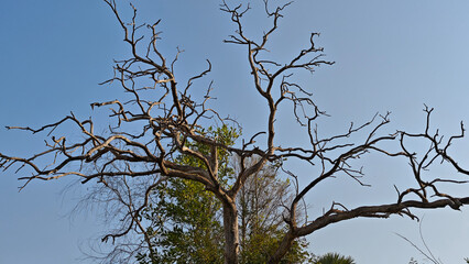 Obraz premium Dead tree trunk and branches, arid climate.