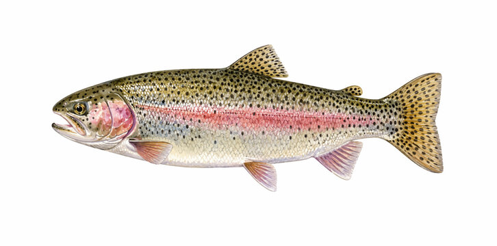 A realistic watercolor rainbow trout featuring speckled scales pink stripe and detailed freshwater fish anatomy illustrated in a natural wildlife style.