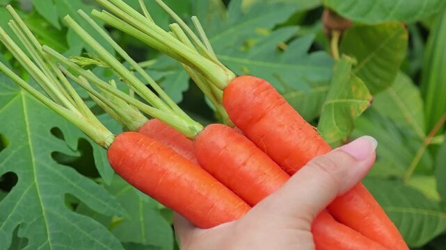 Fresh carrot in farmer hand.