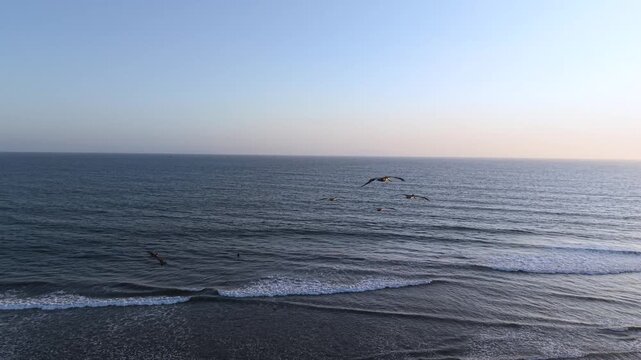 Flock of Birds Flying in formation into the Sunset over Coastal Beach Waves in Tropical Paradise Scenic Southern California beach. Close up of evening migration patterns. Soaring and wings flapping.