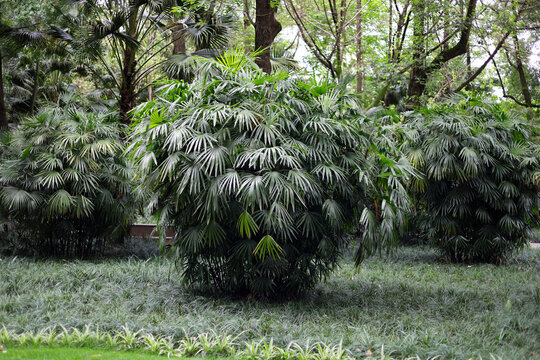 Green Lady Palm, Rhapis excelsa
