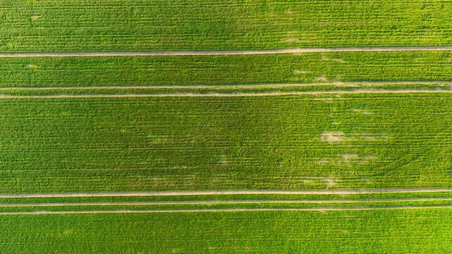 Top down wheat crops with horizontal tractor tracks cutting through dense green rows on farmland. Spring cereal plants growing in structured planting lines with machinery paths crossing field. Farming