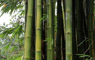 Obraz premium Green bamboo forest at Chengdu Research Base of Giant Panda Breeding