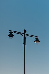 Obraz premium A crow resting on a lamp post