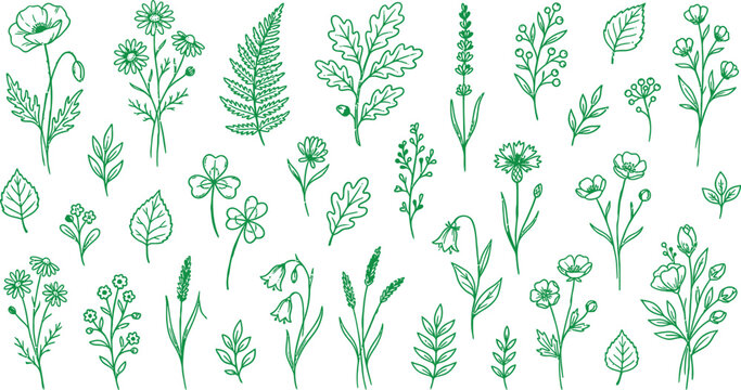 Botanical illustration set hand drawn green flowers leaves and ferns