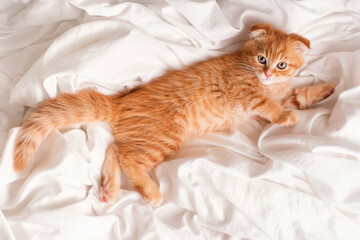 Fluffy tabby ginger kitten lying down in bedroom on white sheets, top view. © TATIANA KIM