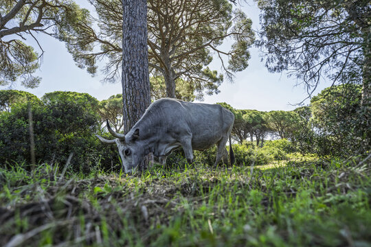 Traditional Maremmana cattle grazing in a Mediterranean pine forest in the Maremma Regional Park, Tuscany, Italy