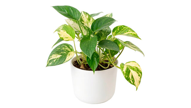A fresh green variegated pothos houseplant growing elegantly in a modern round white ceramic flowerpot isolated on transparent background