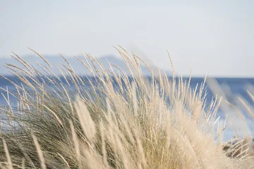 Fotobehang Duinen Beach grass on coastal dunes with the Mediterranean Sea and distant mountains in Tuscany, Italy  © ikoon
