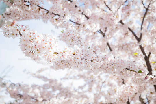 Close-up of vibrant cherry blossom branches in full bloom against a bright, overexposed sky. The pale pink and white flowers are densely packed, creating a soft, dreamlike texture 