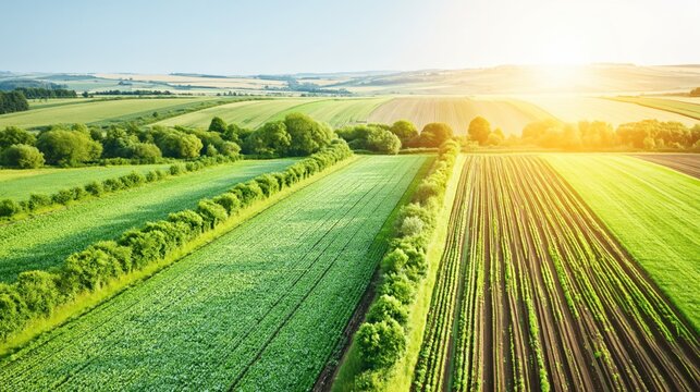 Aerial view of sunlit farmland with green crop rows, hedgerows, and rolling countryside at sunrise.