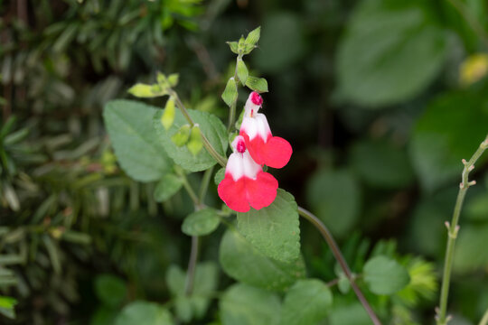 Salvia microphylla, commonly known as &ldquo;Hot Lips.&rdquo;
