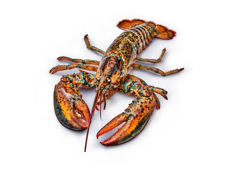 Fresh lobster isolated on white background premium seafood concept