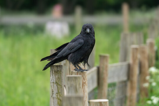 Carrion crow Corvus corone facing camera from fence post, direct stare, UK