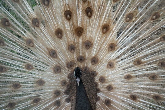 Indian peafowl peahen Pavo cristatus full tail display, symmetrical rear view, captive, UK