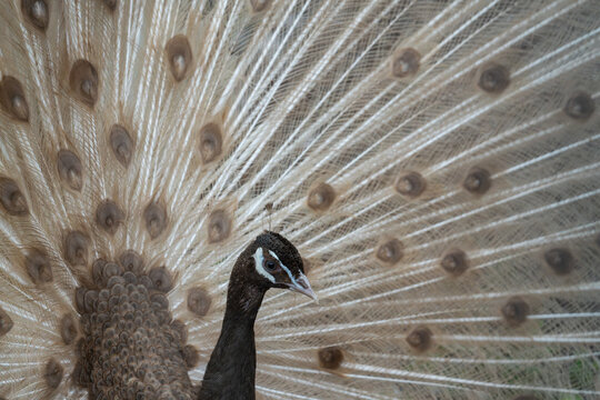 Indian peafowl peahen Pavo cristatus displaying tail from behind, ocelli pattern, captive, UK