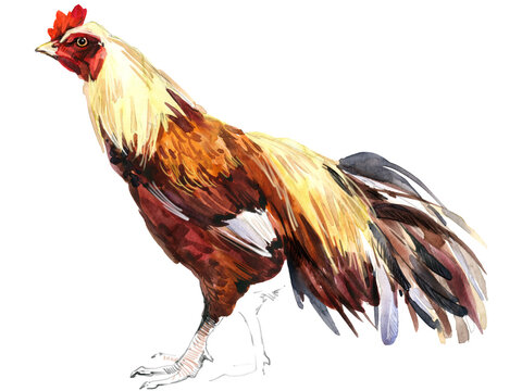 Watercolor illustration of a purebred Asil rooster standing full body.