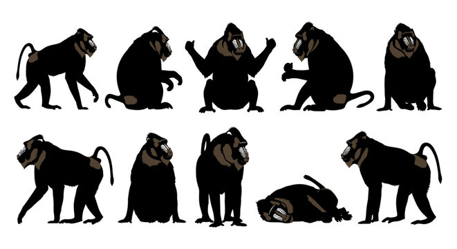 Nine brown and black monkey silhouettes in various poses against a white background image-170.ai