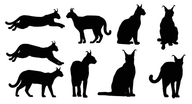 The image showcases various cat silhouettes in different poses and views on a white background, highlighting their unique features and expressions.