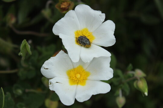 Schlafender K&auml;fer auf Blume